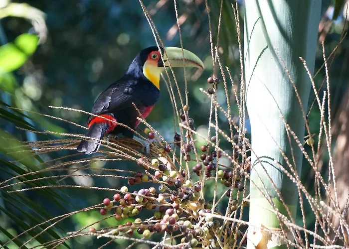 Chales Maritacas